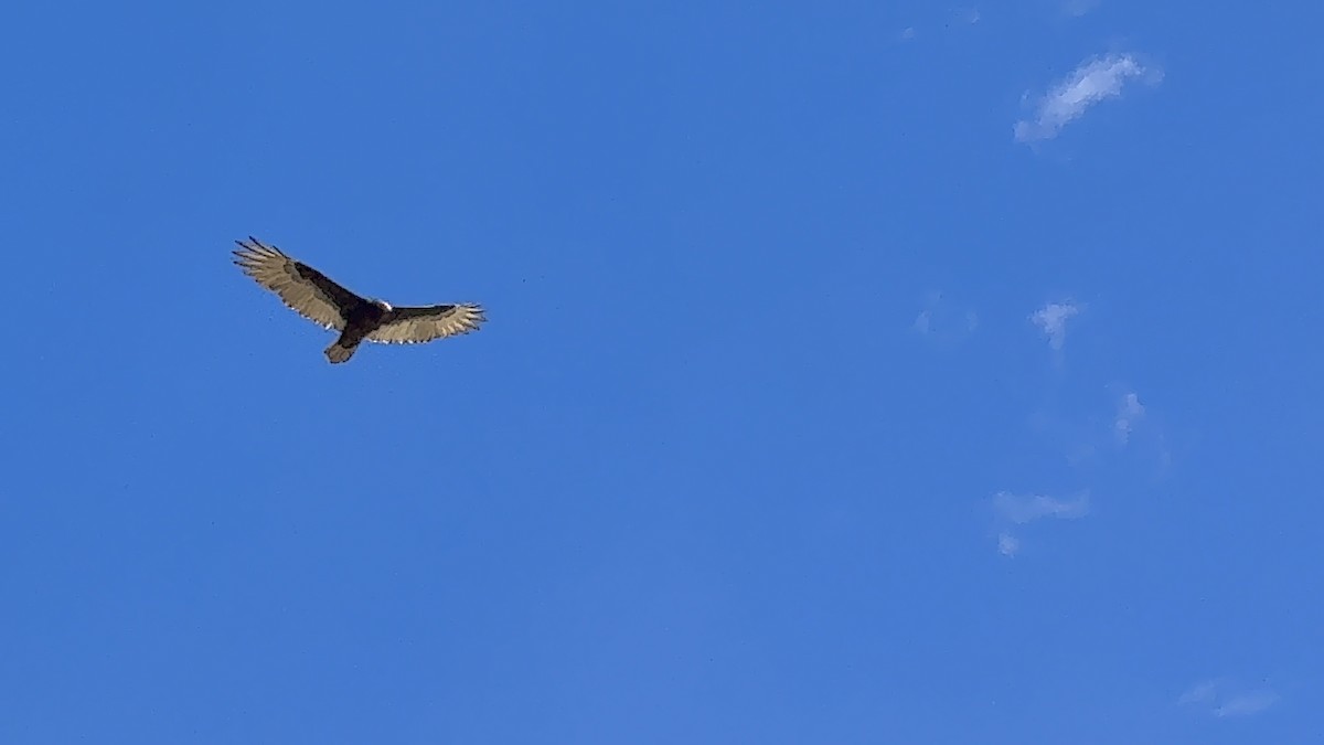 Turkey Vulture - ML642715821