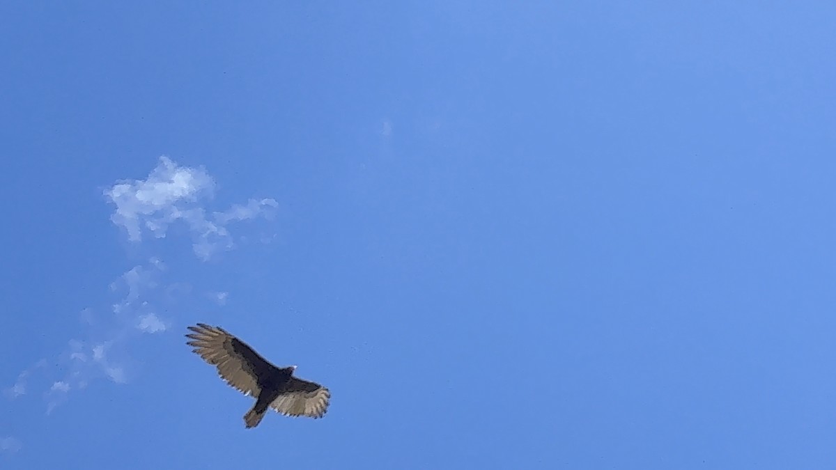 Turkey Vulture - ML642715822