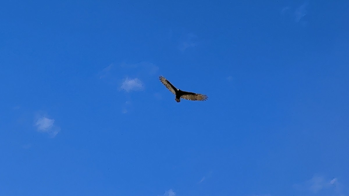 Turkey Vulture - ML642715823