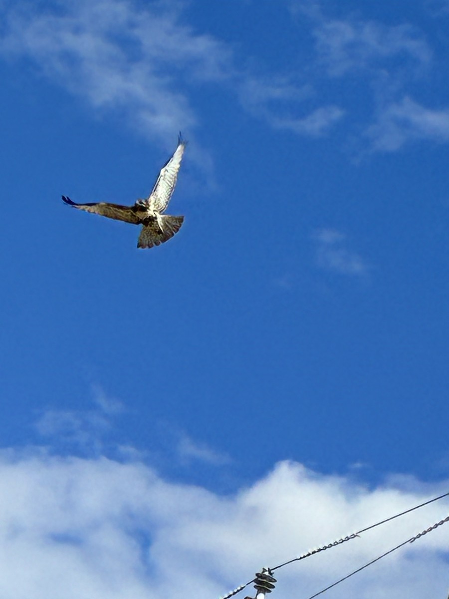 Red-tailed Hawk - ML642715852