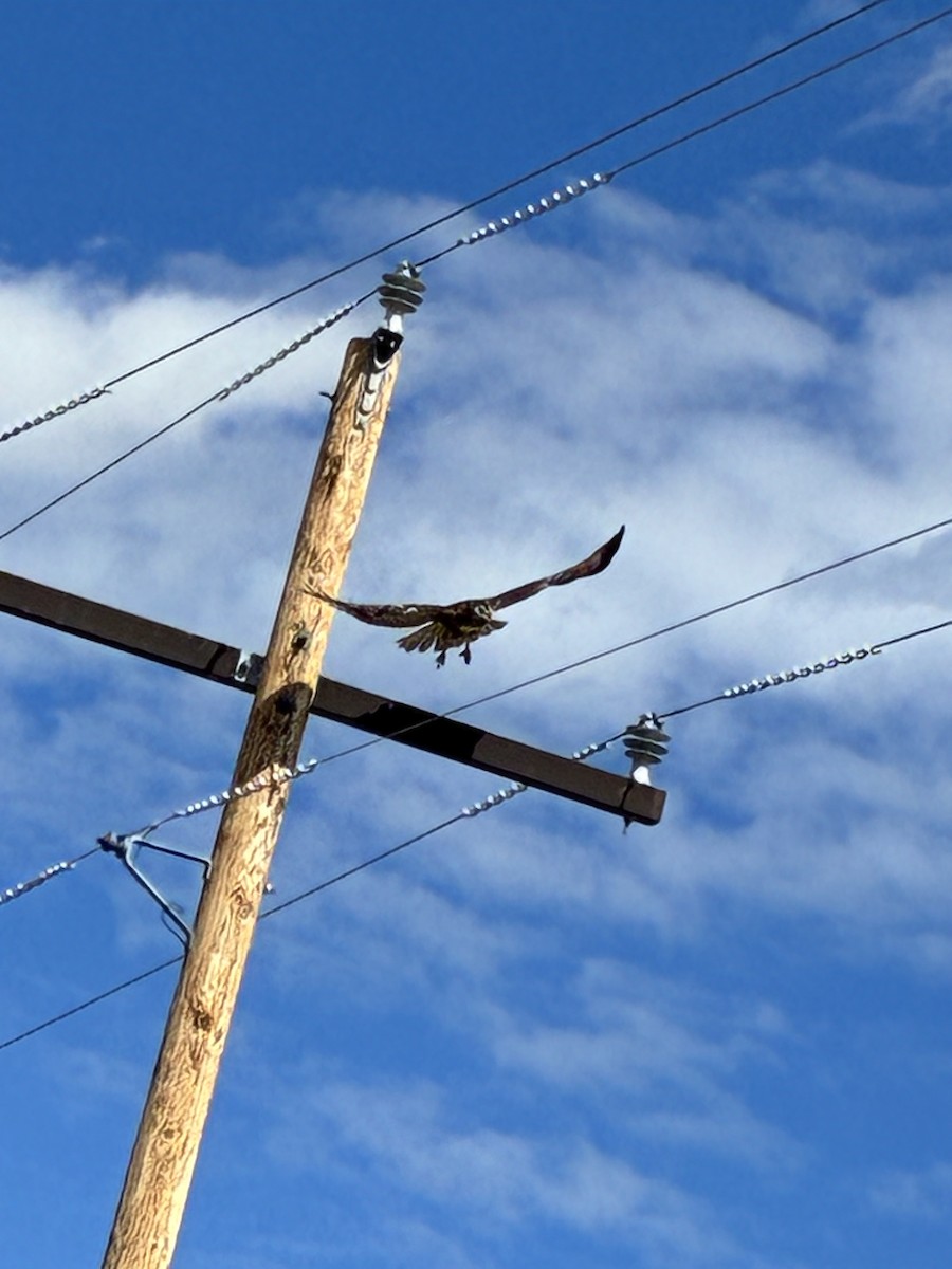 Red-tailed Hawk - ML642715853