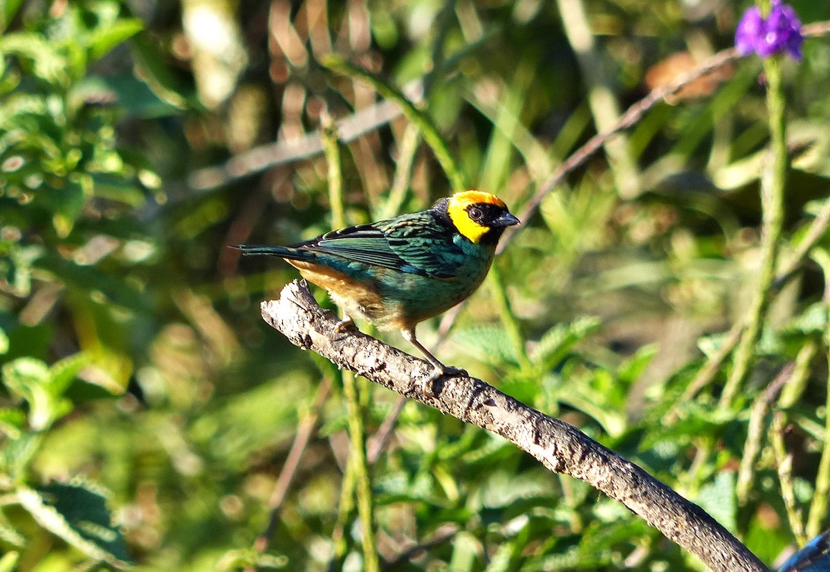 Saffron-crowned Tanager - ML642715855