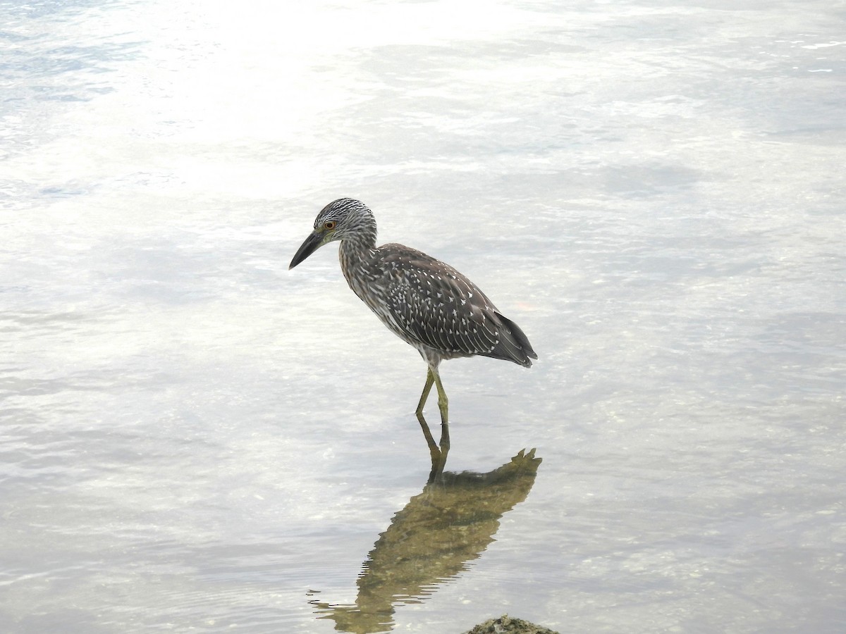 Yellow-crowned Night Heron - ML642715857