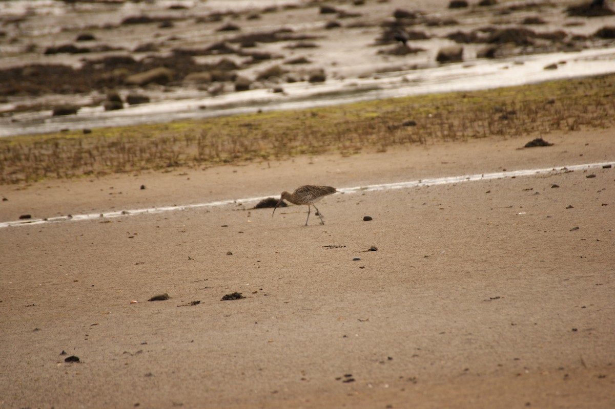 Eurasian Curlew - ML642715858