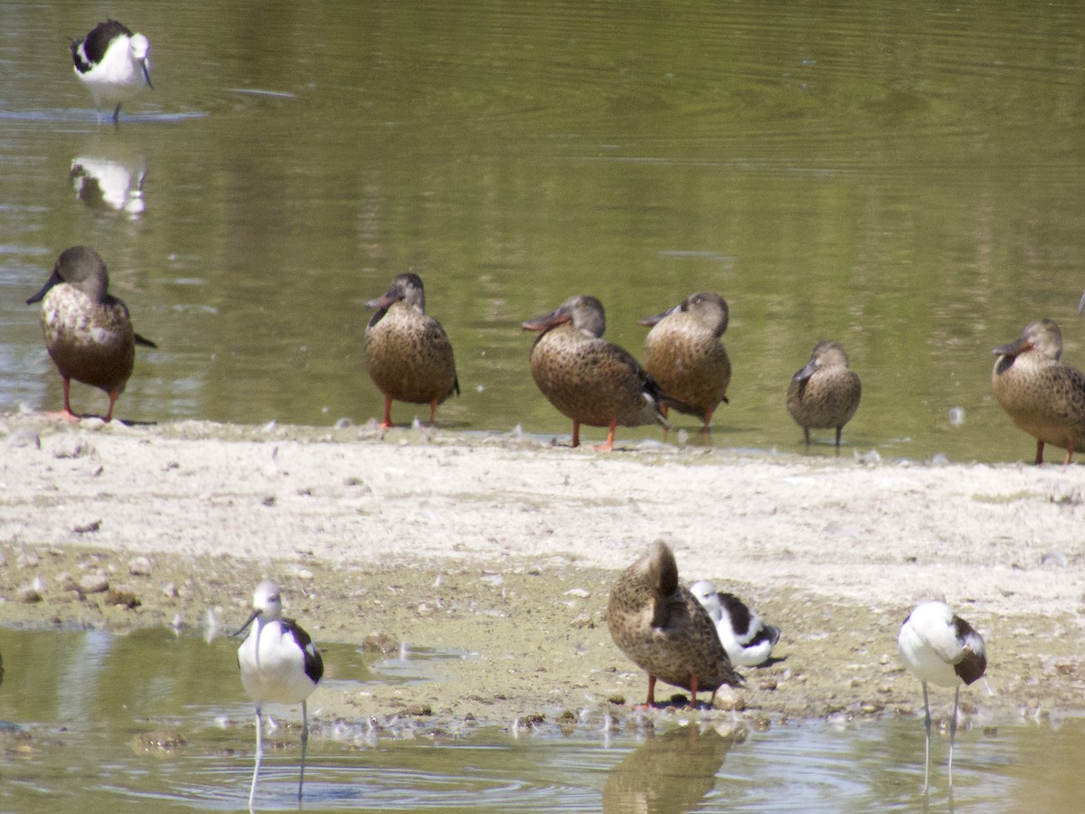 Northern Shoveler - ML642715859