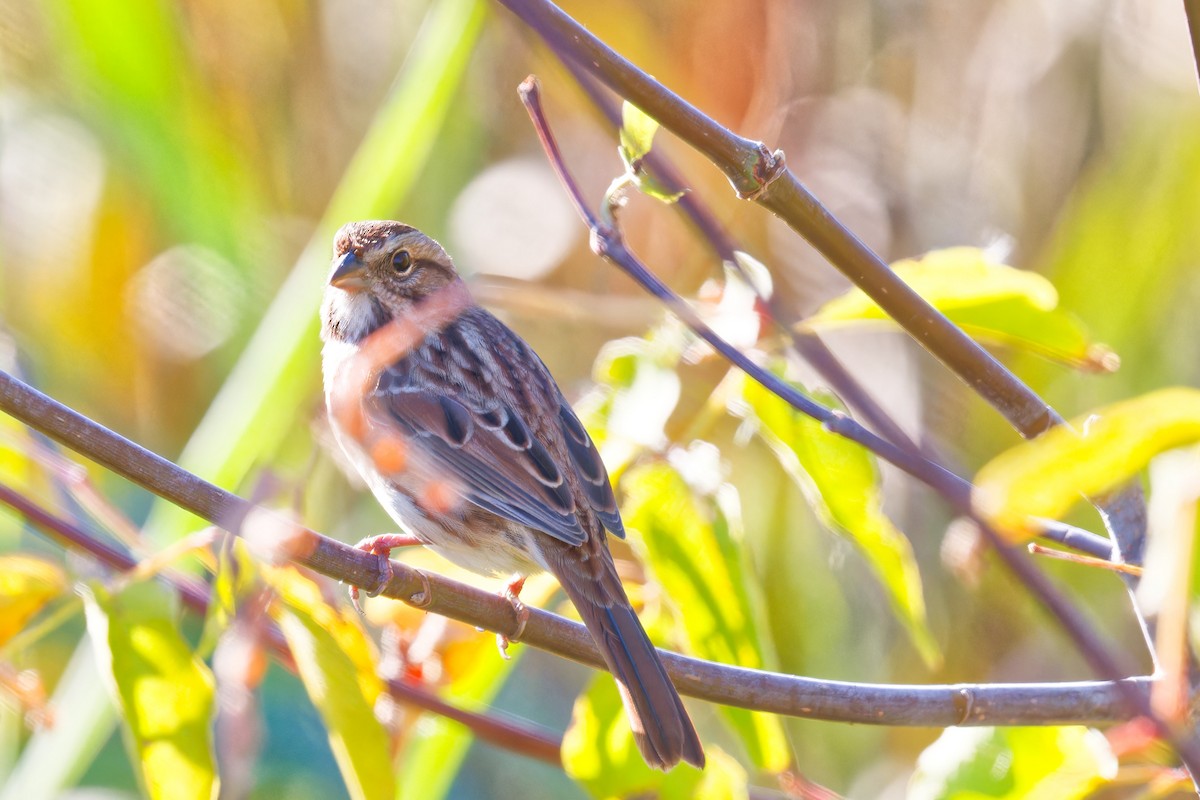 White-throated Sparrow - ML642715860