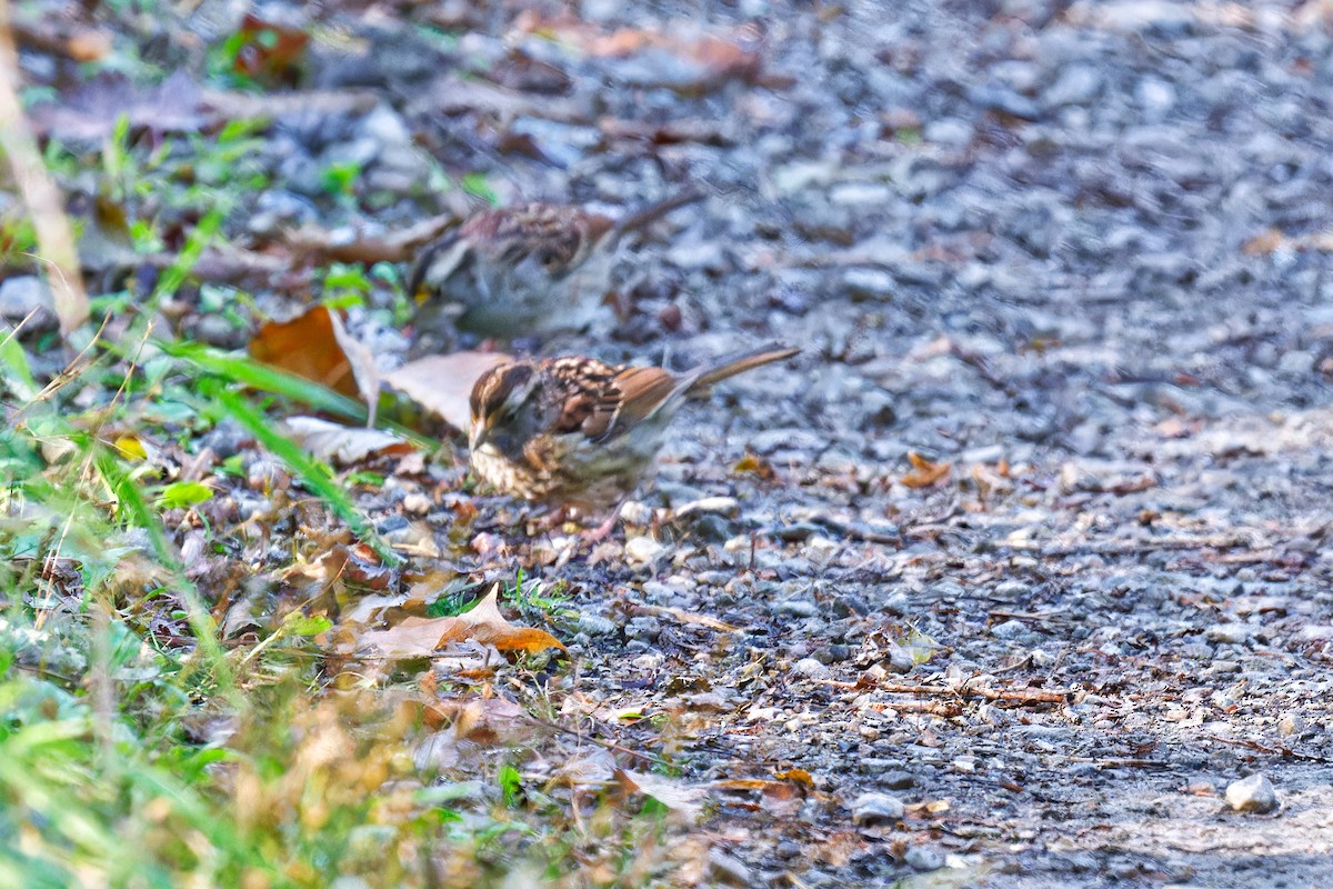 White-throated Sparrow - ML642715862