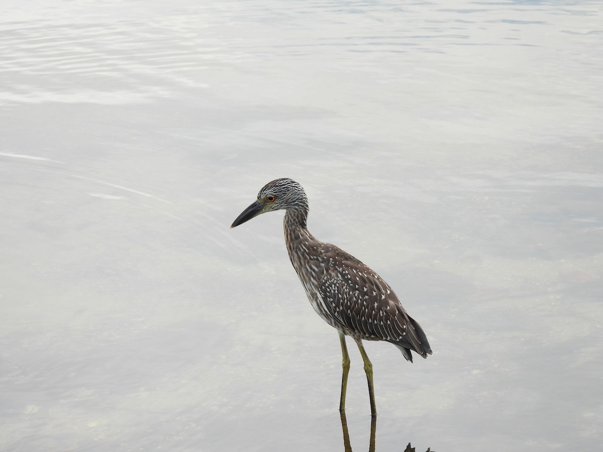 Yellow-crowned Night Heron - ML642715865