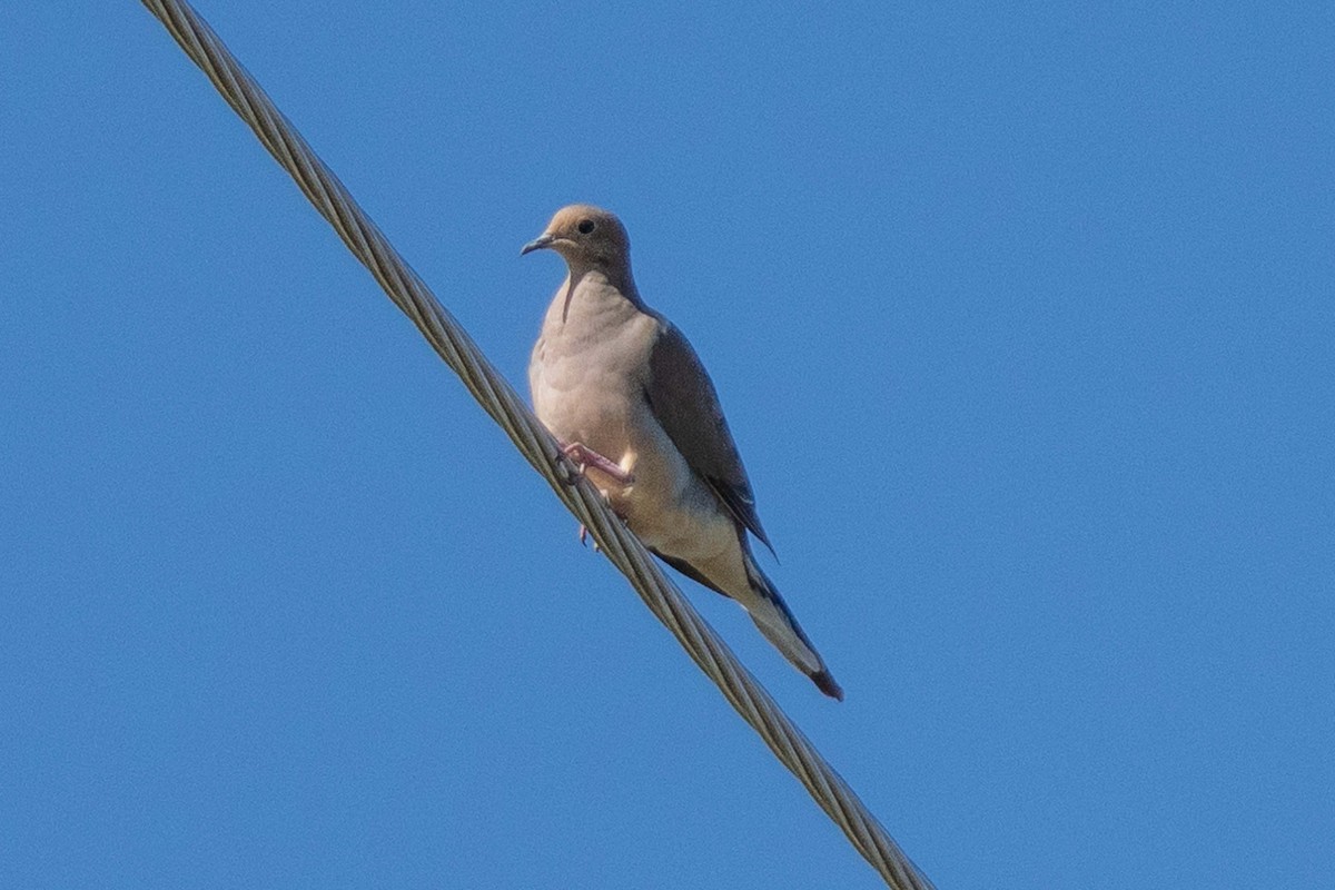 Mourning Dove - ML642715866