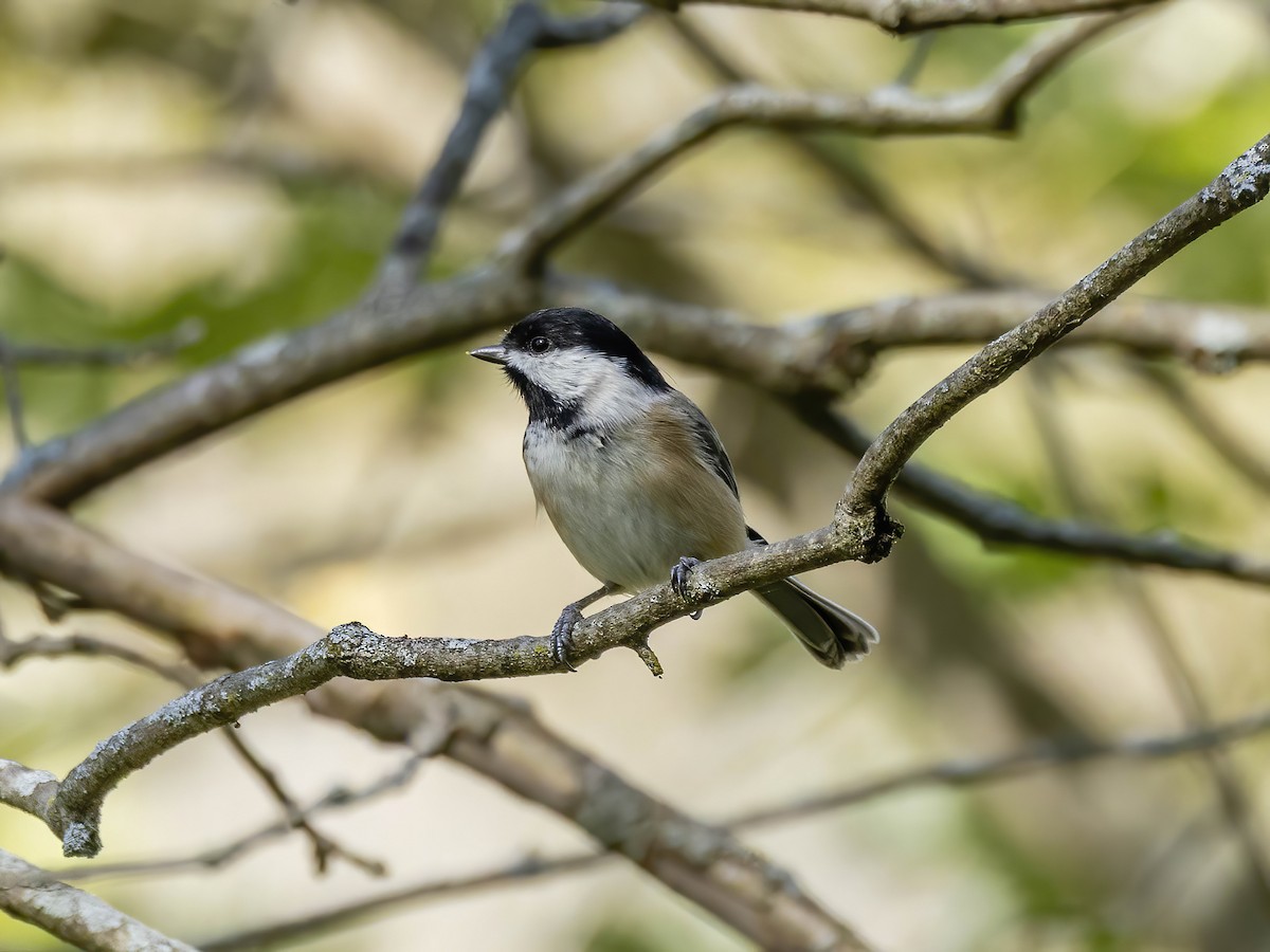 Black-capped Chickadee - ML642715867