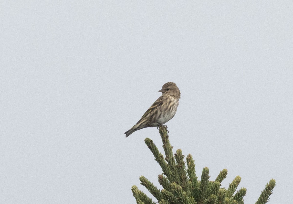 Pine Siskin - ML642715868