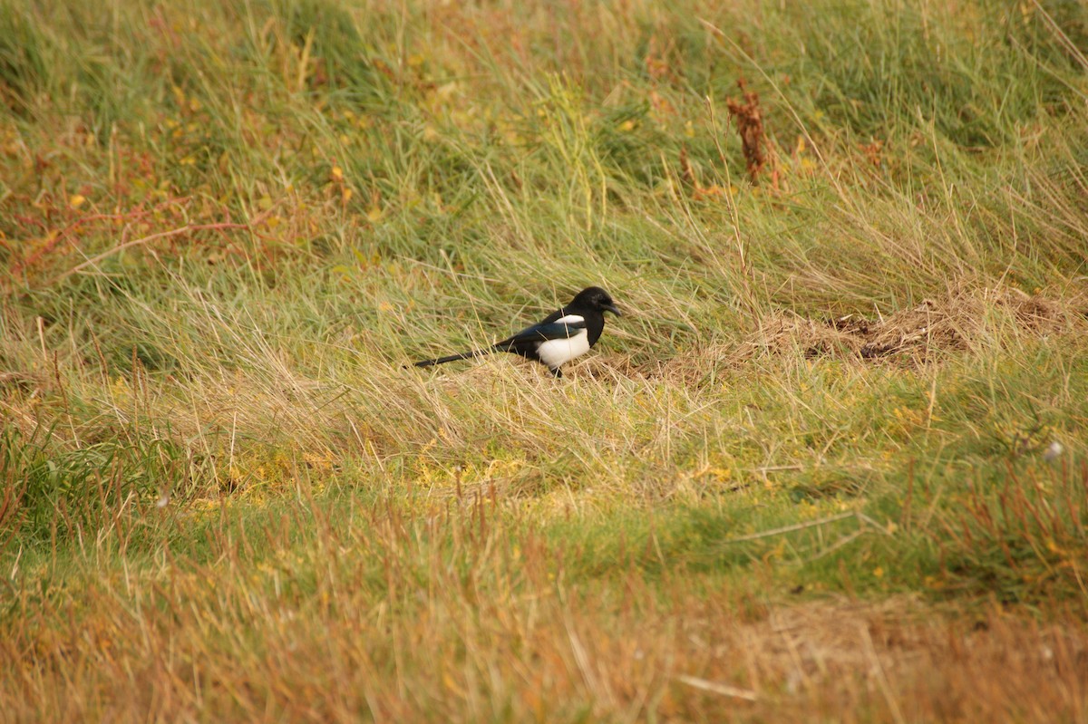 Eurasian Magpie - ML642715869