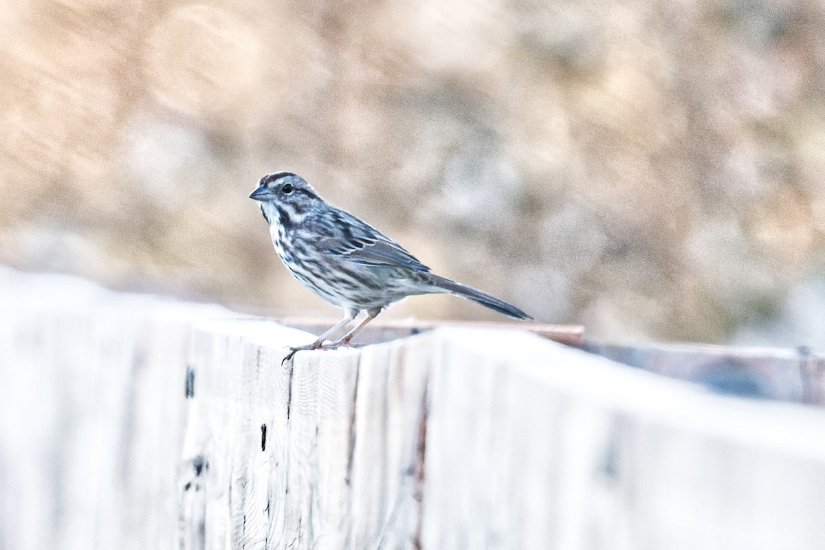 Song Sparrow - ML642715870
