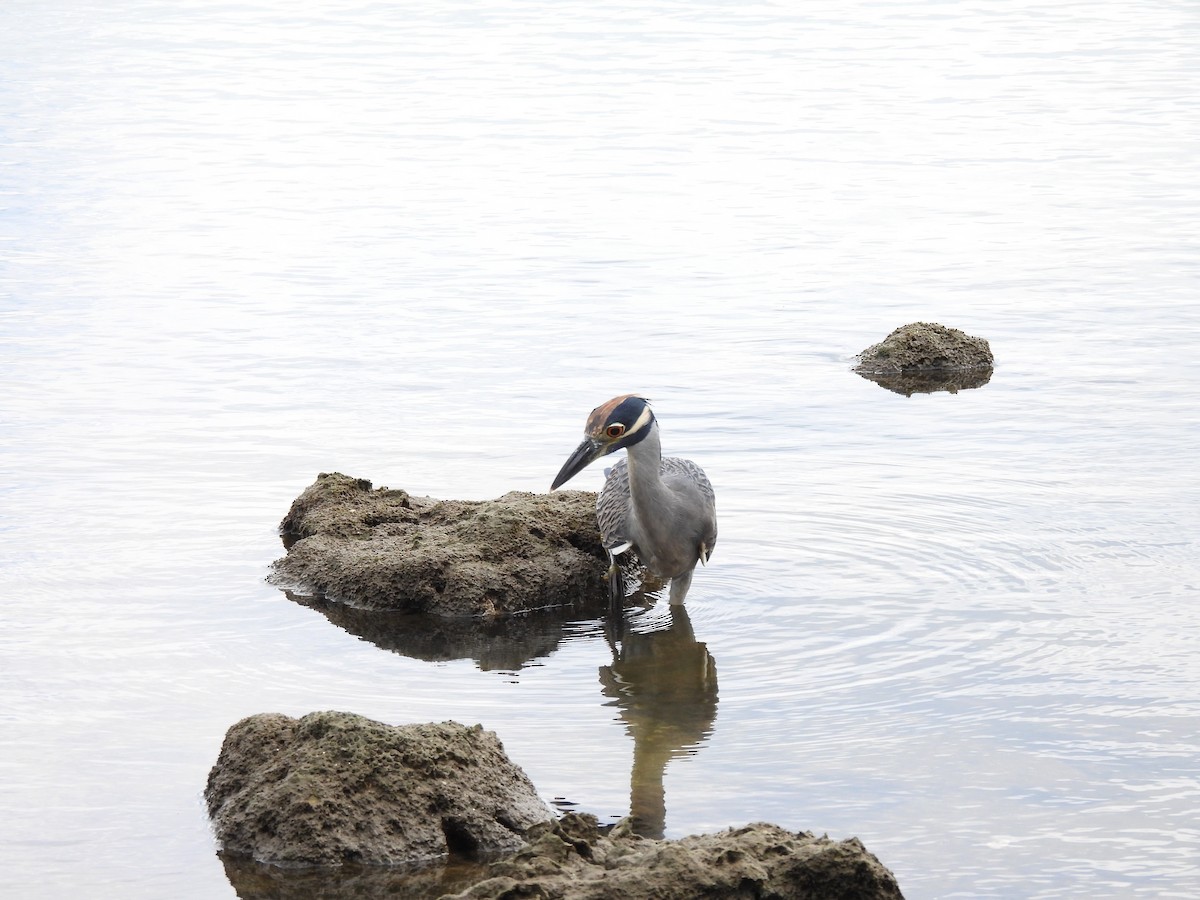 Yellow-crowned Night Heron - ML642715871