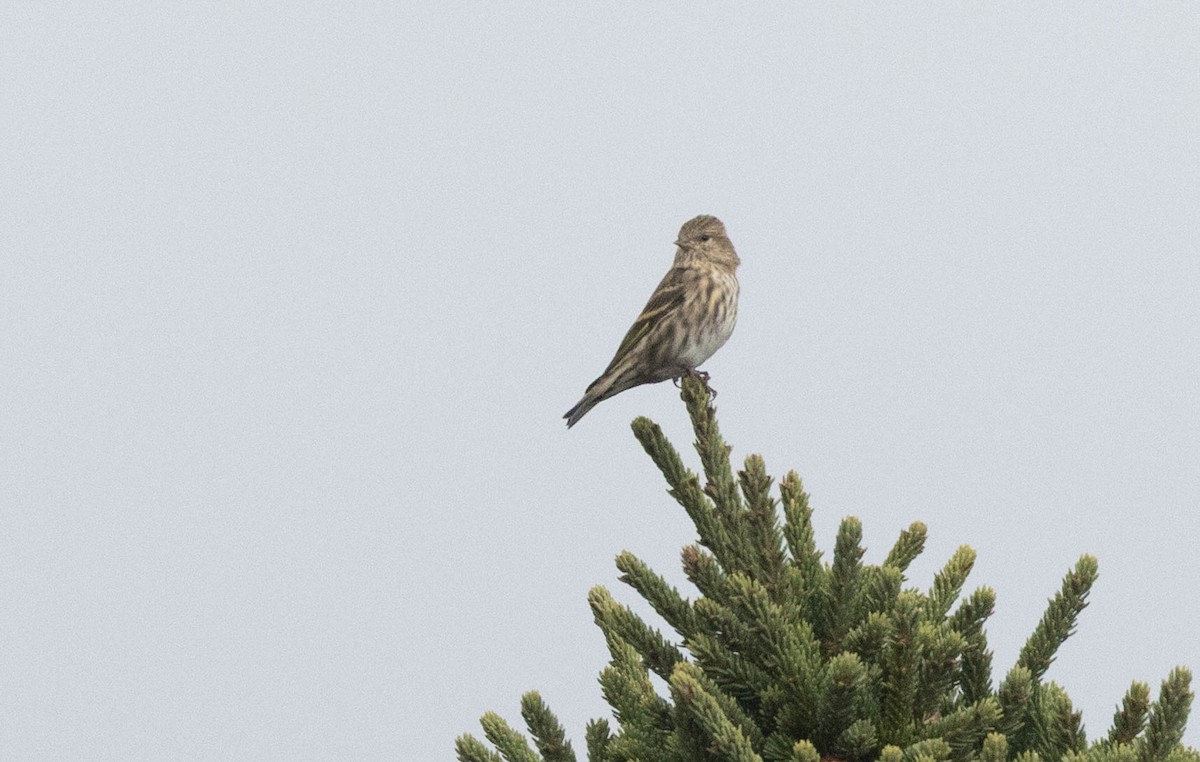 Pine Siskin - ML642715872
