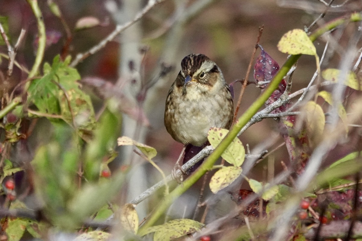 Swamp Sparrow - ML642715874