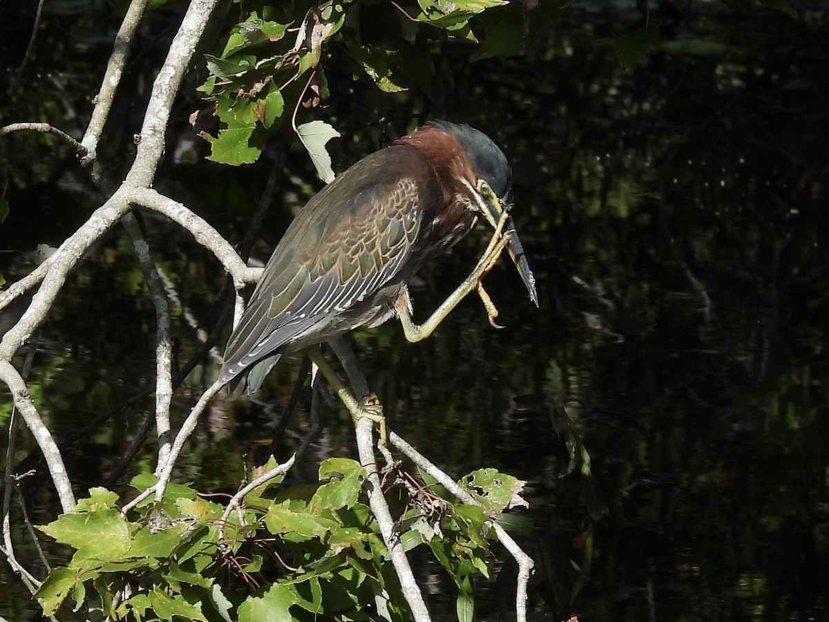 Green Heron - ML642715876
