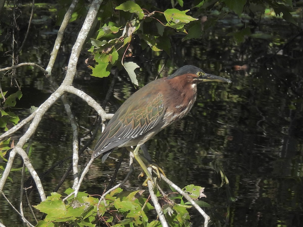 Green Heron - ML642715877