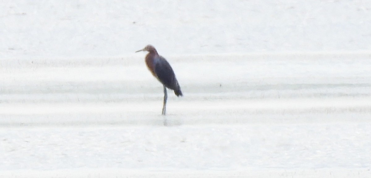 Reddish Egret - ML642715878