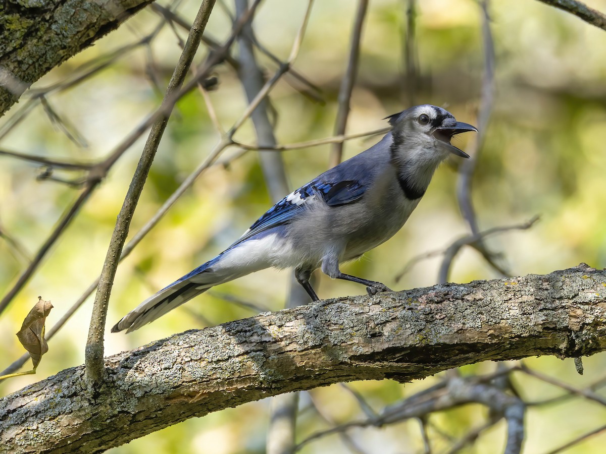 Blue Jay - ML642715879