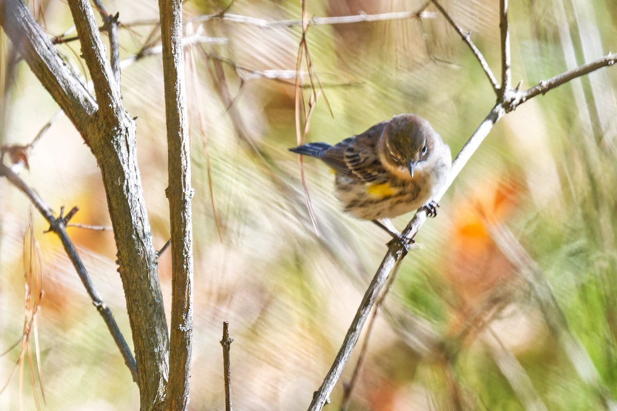 Yellow-rumped Warbler - ML642715883