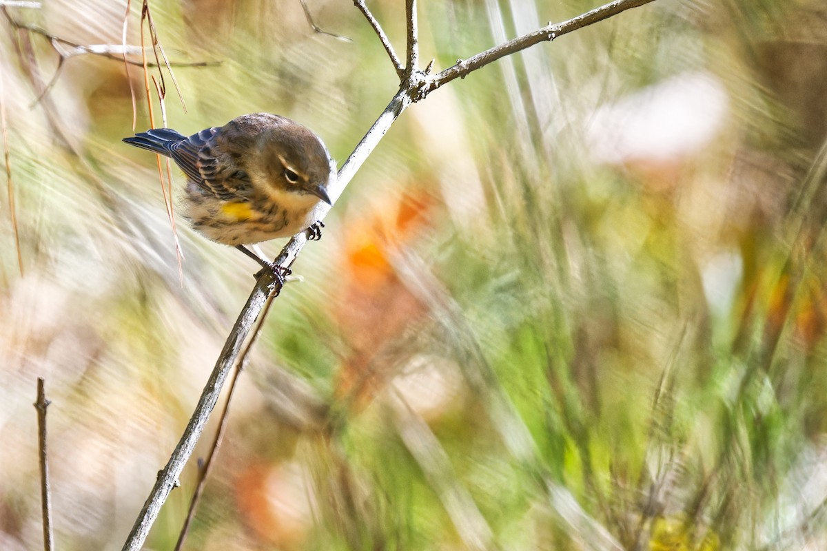 Yellow-rumped Warbler - ML642715884