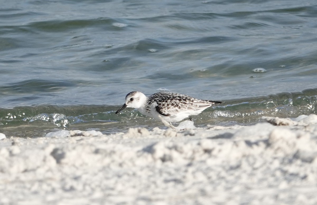 Bécasseau sanderling - ML642715908