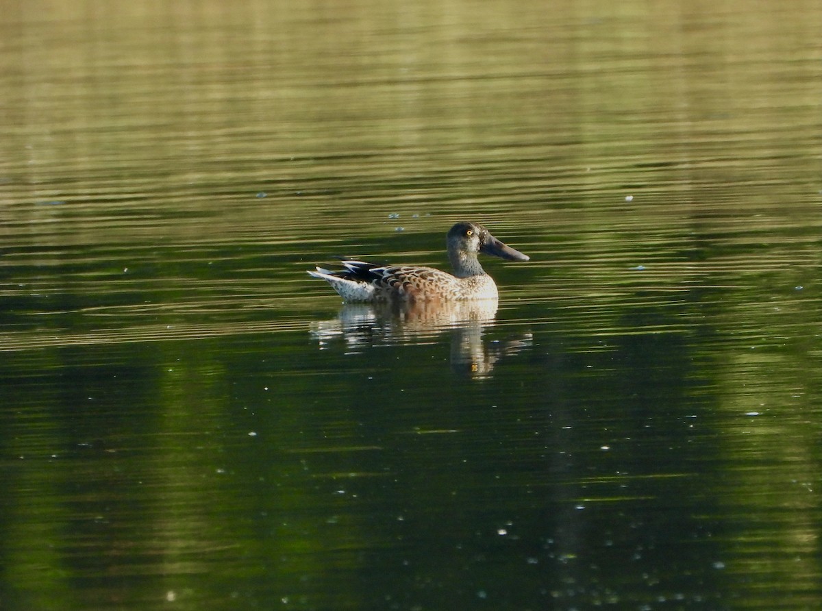 Canard colvert - ML642715936