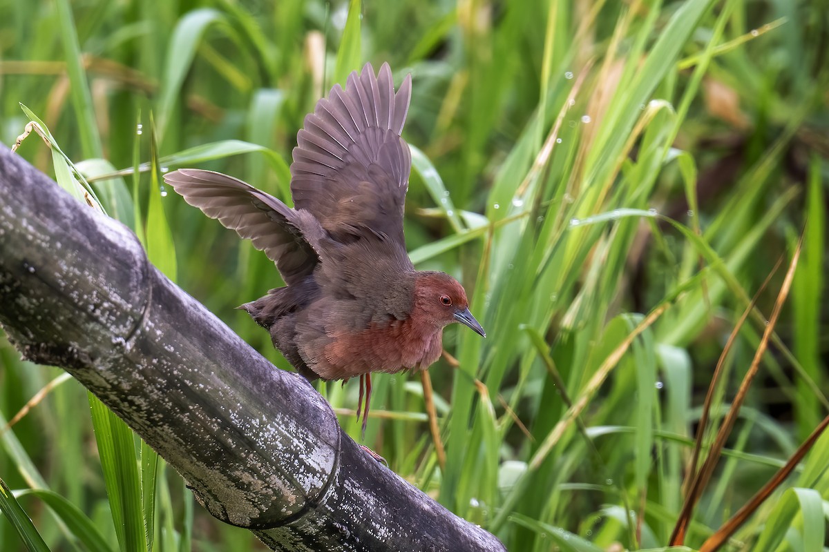 Ruddy-breasted Crake - ML642715947