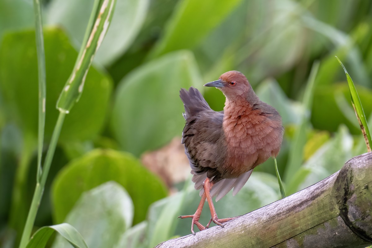 Ruddy-breasted Crake - ML642715949