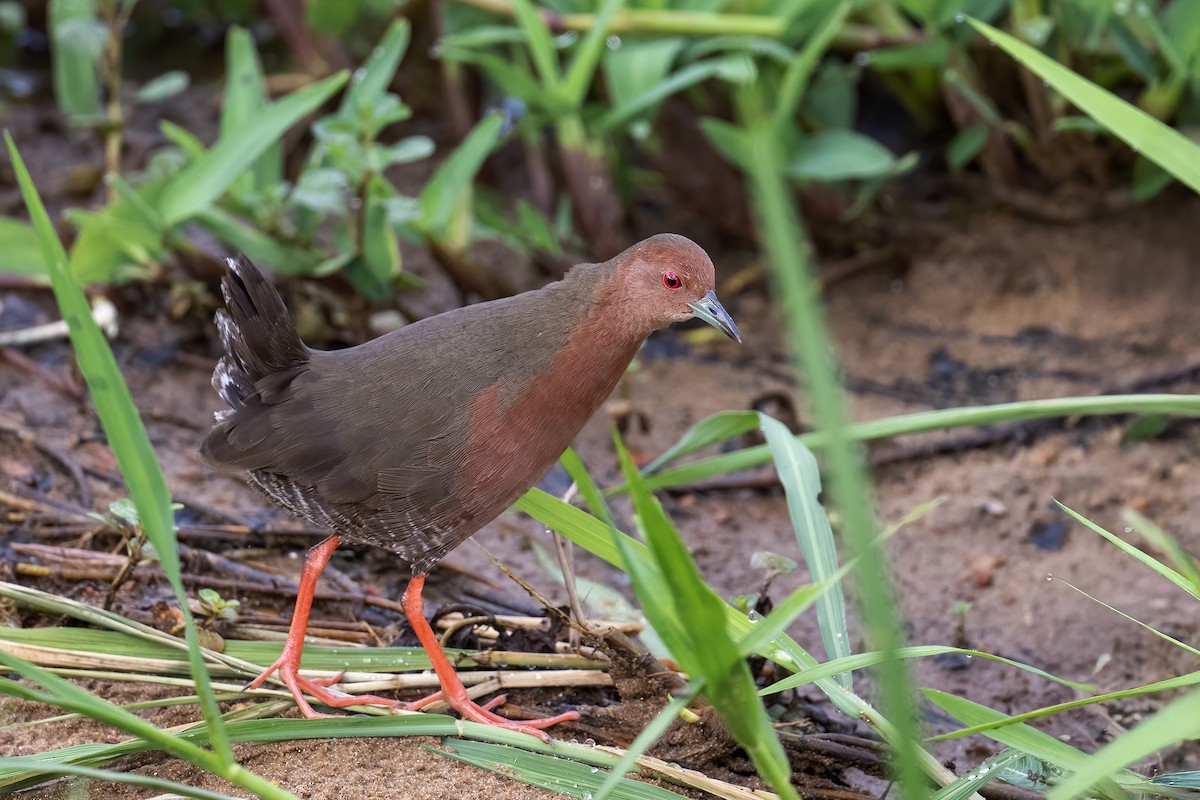 Ruddy-breasted Crake - ML642715950