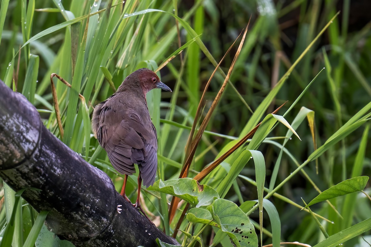 Ruddy-breasted Crake - ML642715952
