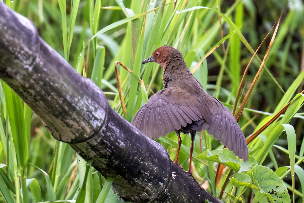 Ruddy-breasted Crake - ML642715953