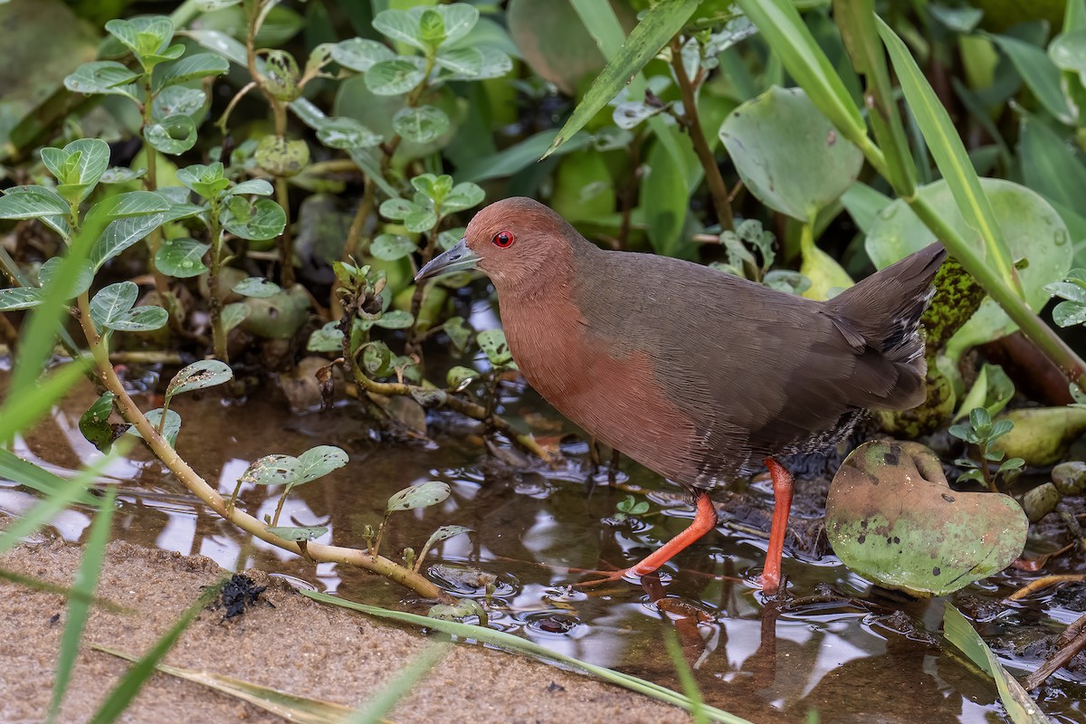 Ruddy-breasted Crake - ML642715954