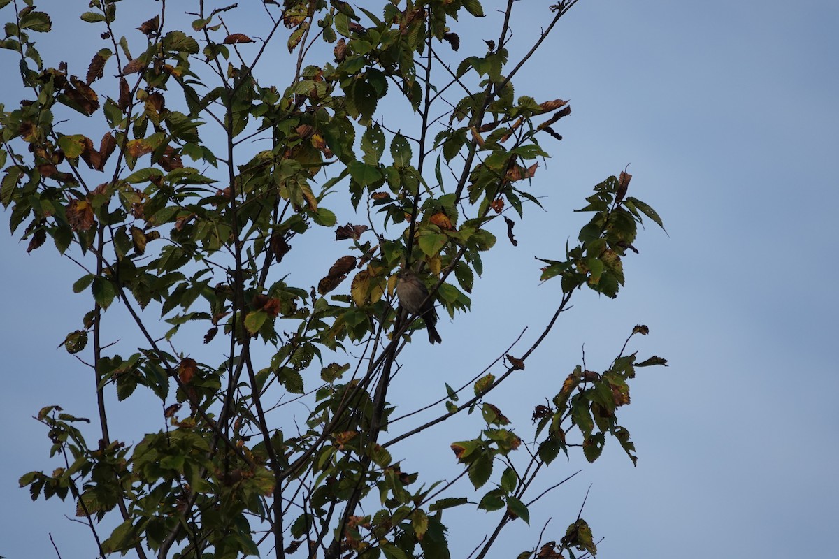 Brown-headed Cowbird - ML642715961