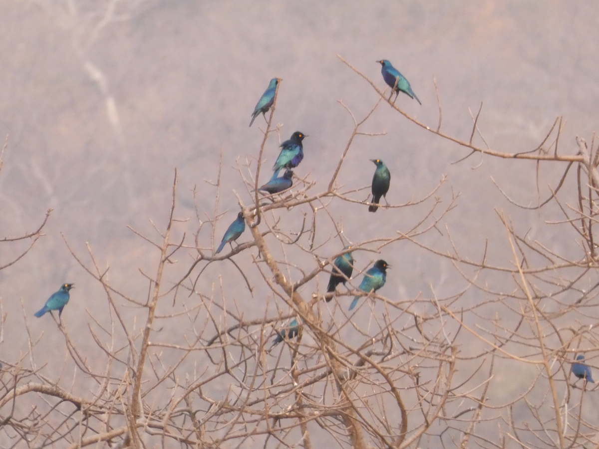 Greater Blue-eared Starling - ML642715967