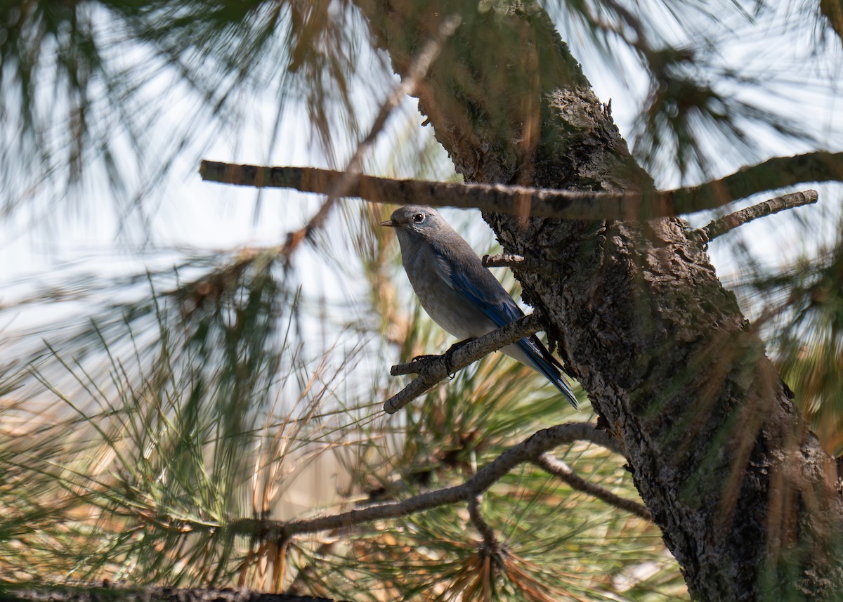 Mountain Bluebird - ML642715968