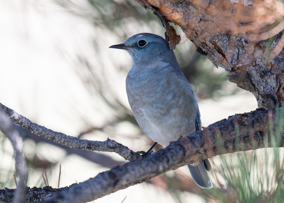 Mountain Bluebird - ML642715969