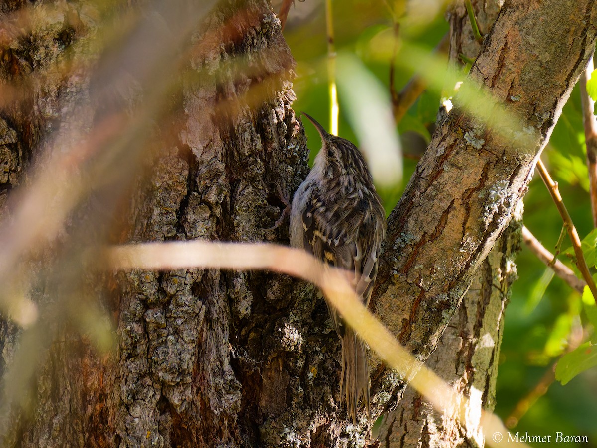 Short-toed Treecreeper - ML642715989