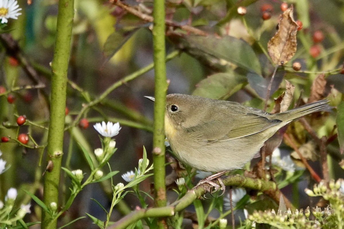 Common Yellowthroat - ML642715992