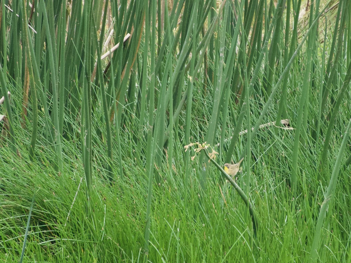 Common Yellowthroat - ML642716023