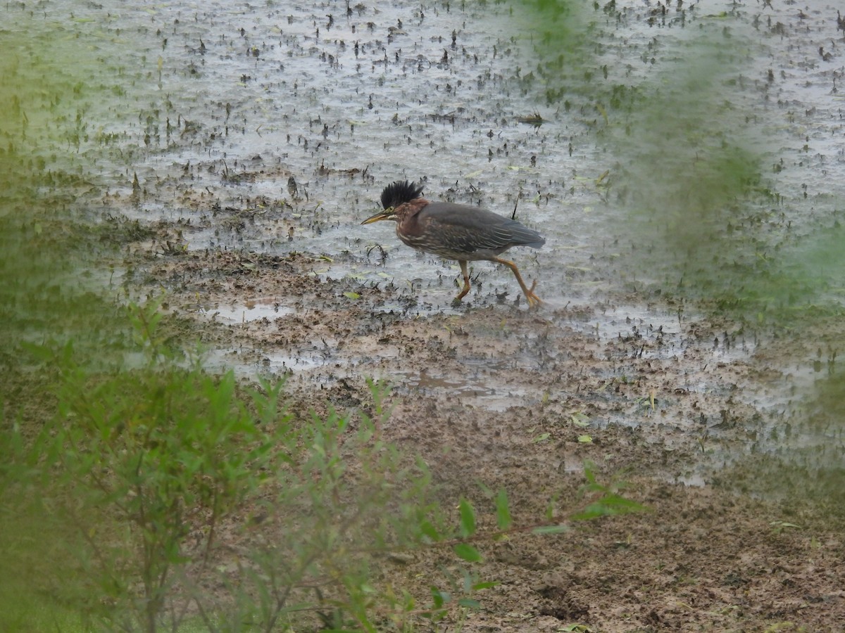 volavka zelenavá - ML642716024