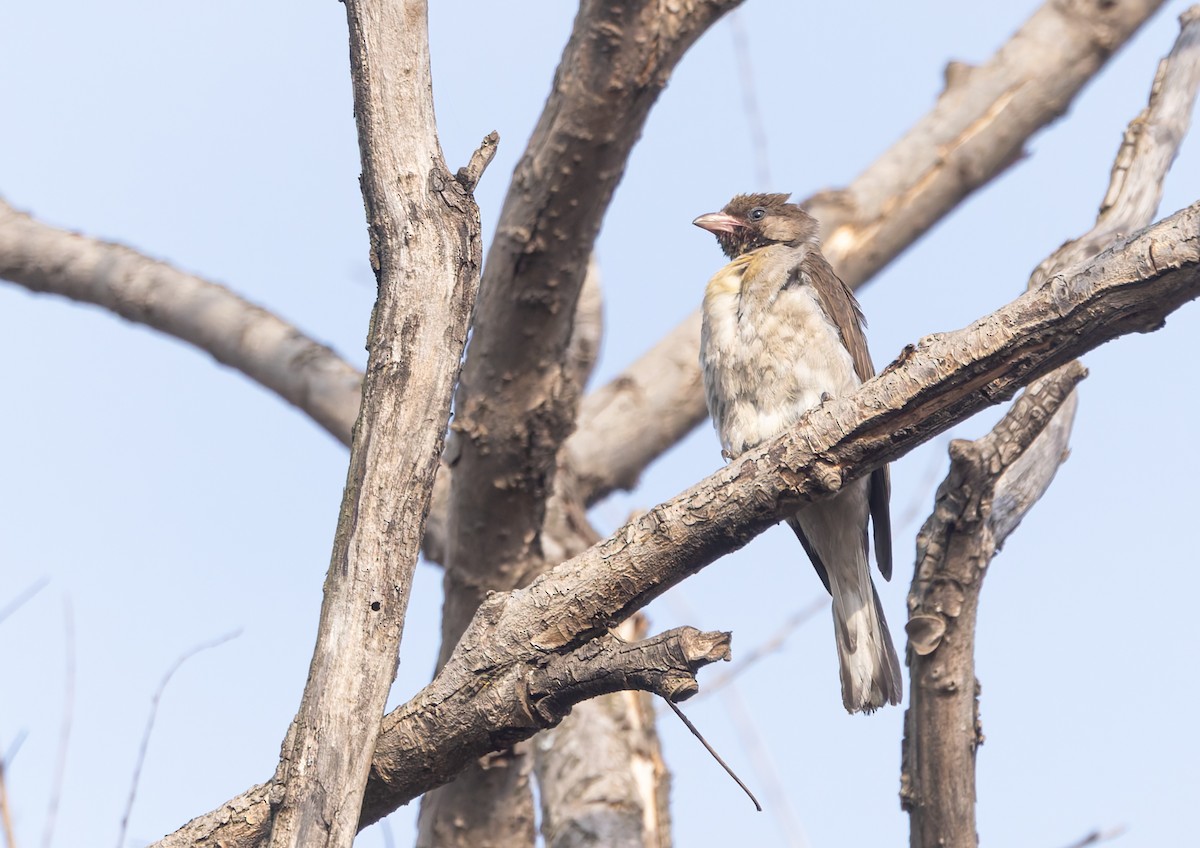 Grand Indicateur - ML642716036