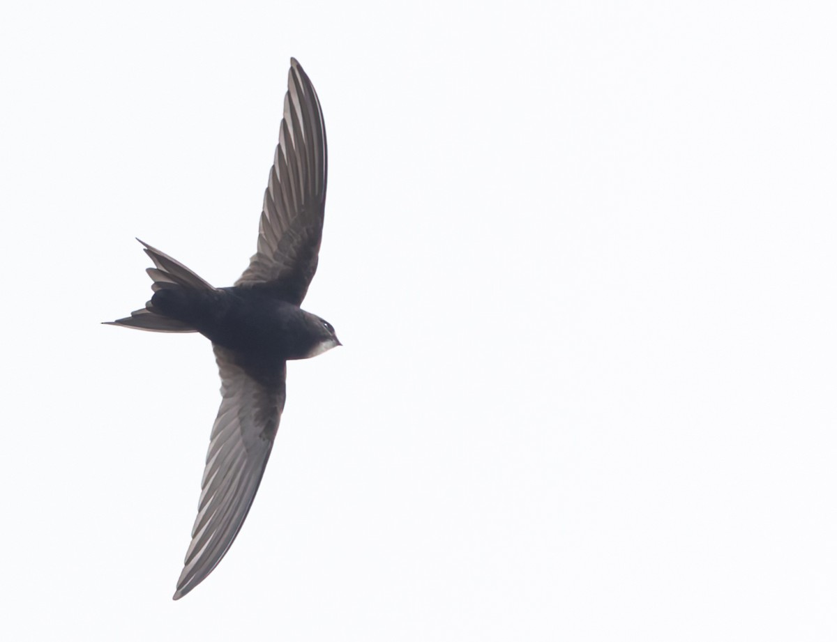 White-rumped Swift - ML642716040