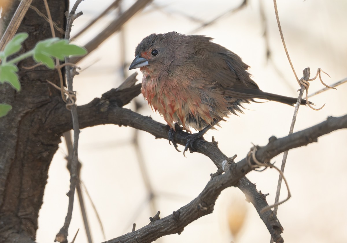 Jameson's Firefinch - ML642716046