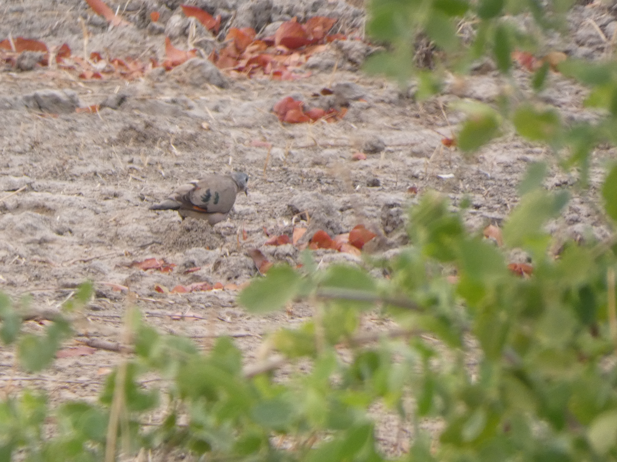 Emerald-spotted Wood-Dove - ML642716049