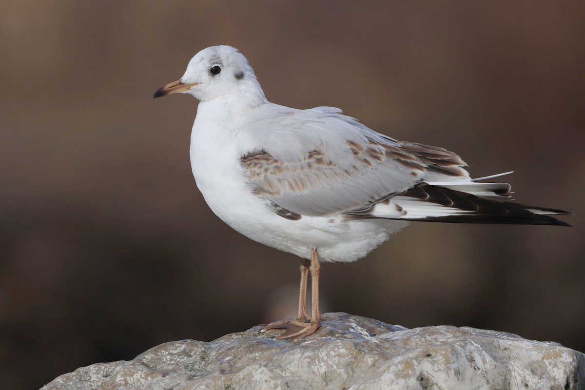 Mouette rieuse - ML642716050