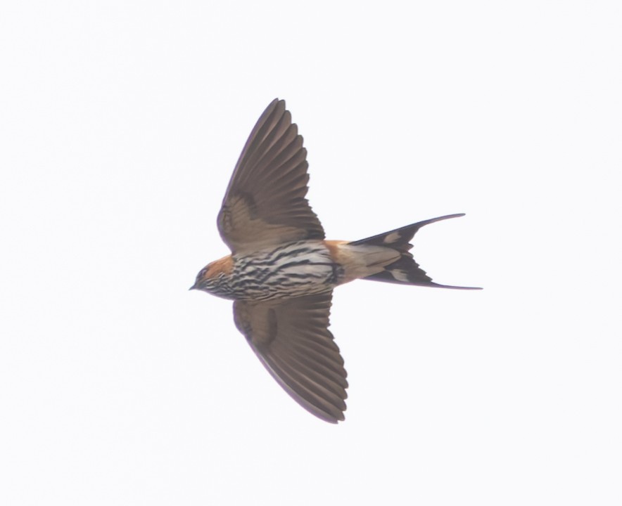 Lesser Striped Swallow - ML642716054