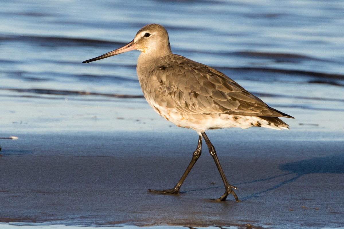 Hudsonian Godwit - ML642716056