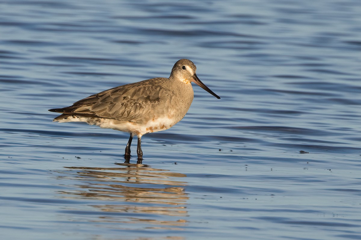 Hudsonian Godwit - ML642716058